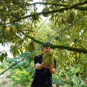 Hộ kinh doanh kê khai thuế thế nào khi mua nông sản, hàng xách tay