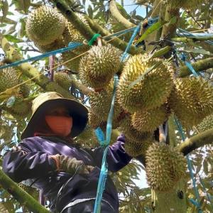 Xuất khẩu rau quả sang Trung Quốc tiếp tục giảm sâu
