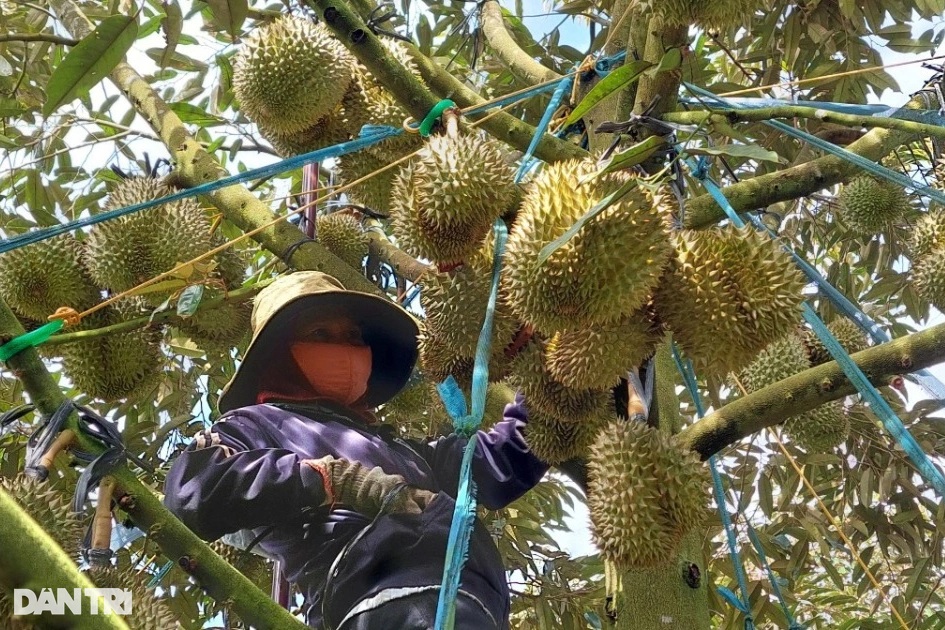 Xuất khẩu rau quả sang Trung Quốc tiếp tục giảm sâu