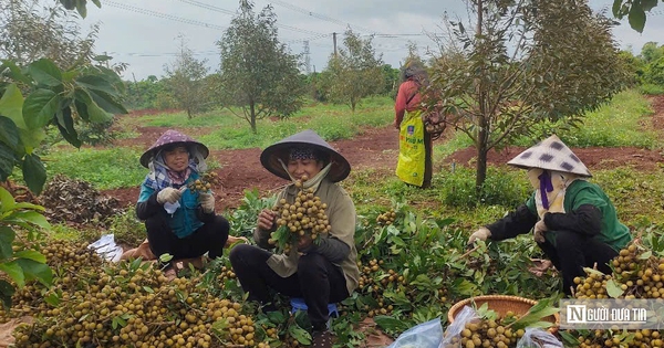 Làm chủ mùa vụ, nông dân Gia Lai hái trái ngọt quanh năm