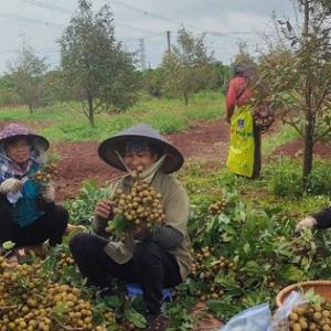 Làm chủ mùa vụ, nông dân Gia Lai hái trái ngọt quanh năm