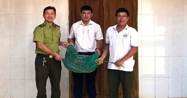 Phát hiện trăn gấm nặng 21kg vào nhà, người dân vây bắt giao cơ quan chức năng