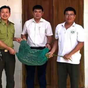 Phát hiện trăn gấm nặng 21kg vào nhà, người dân vây bắt giao cơ quan chức năng