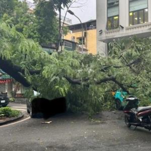 Hà Nội: Cây phượng đổ trúng 3 ô tô trên phố Tràng Thi